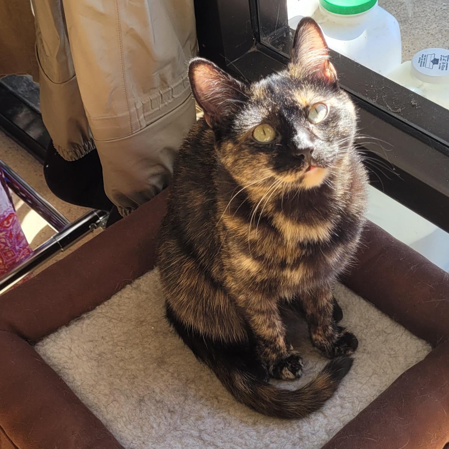 Deb, Adoptable, Young Female Domestic Short Hair.