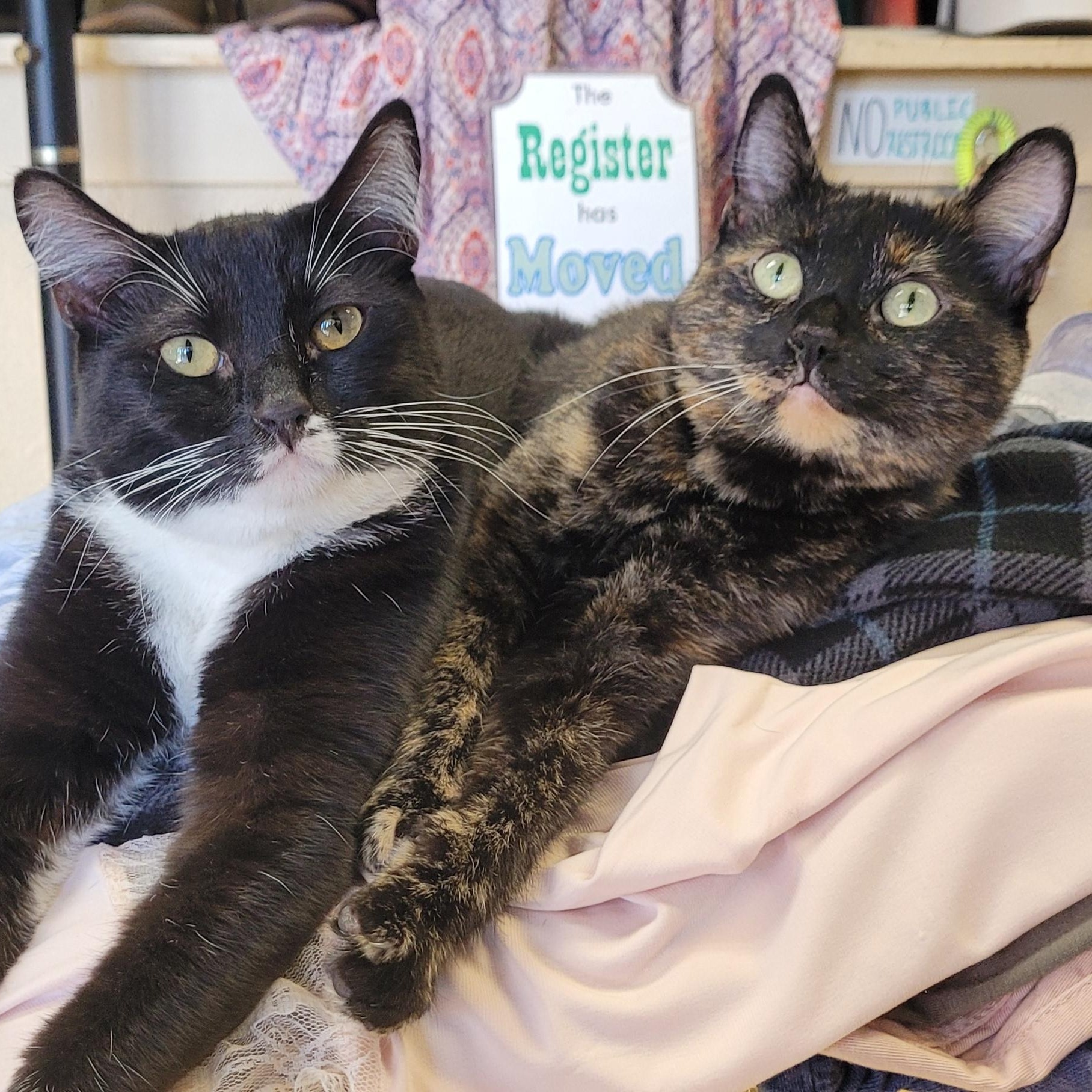 Enlarge Deb, a Adoptable Domestic Short Hair in Eugene, OR image 6/6