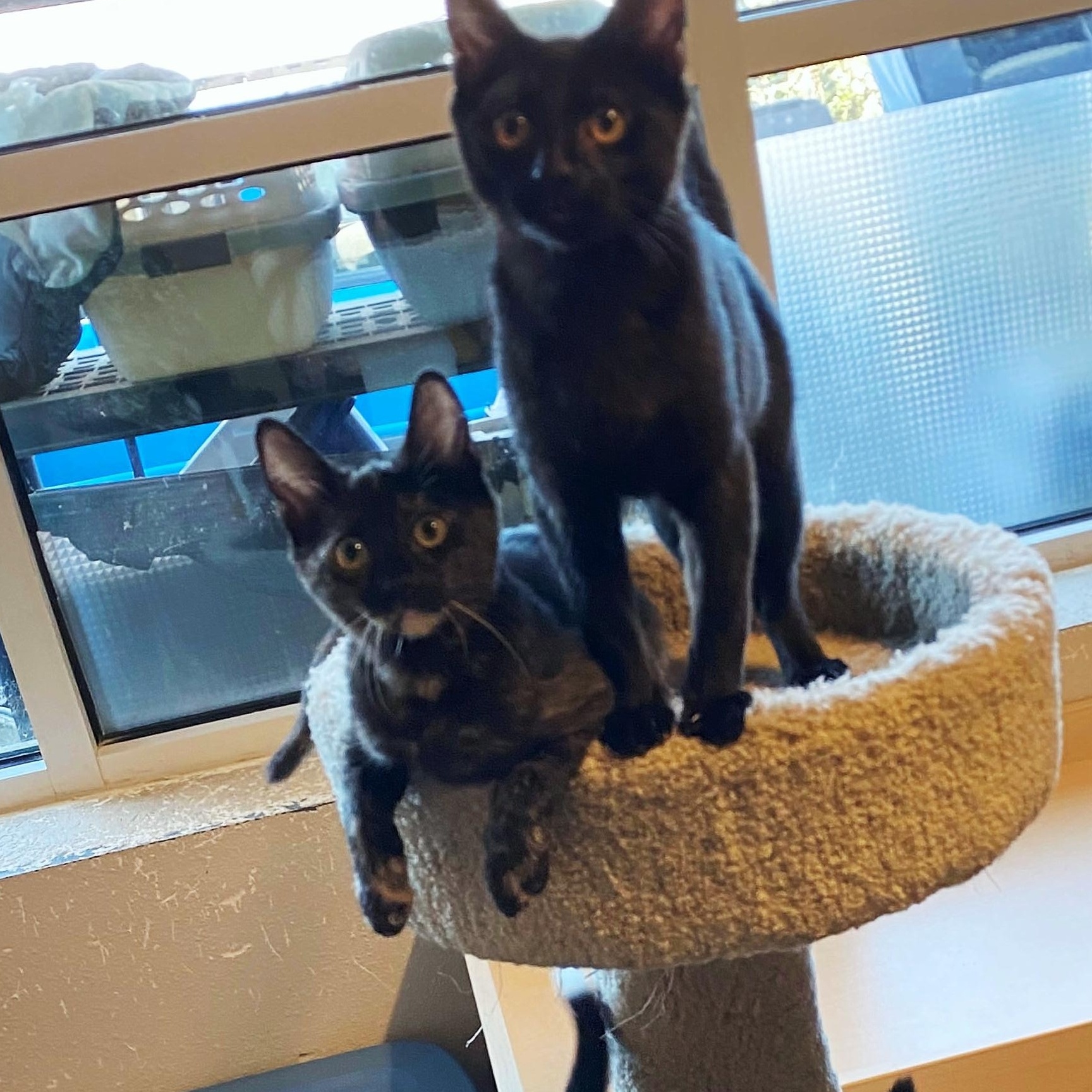 Enlarge Deb, a Adoptable Domestic Short Hair in Eugene, OR image 3/3