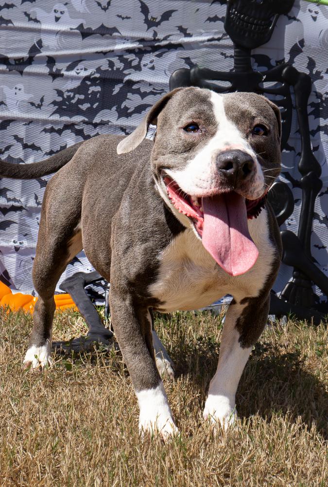 Enlarge Lori, a Adoptable Mixed Breed in Scott, LA image 1/3