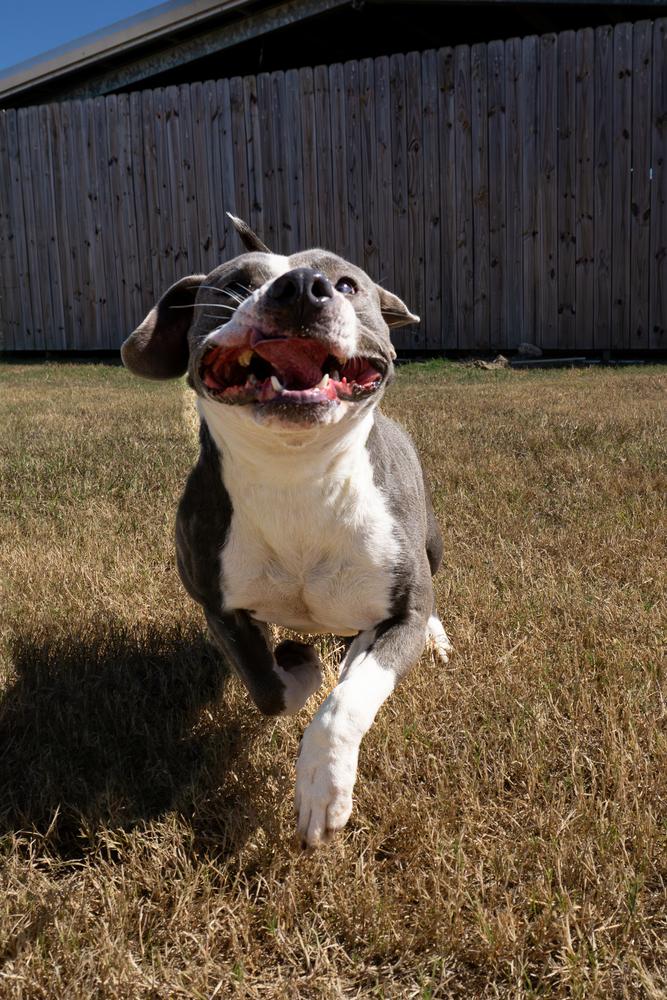 Enlarge Lori, a Adoptable Mixed Breed in Scott, LA image 2/3