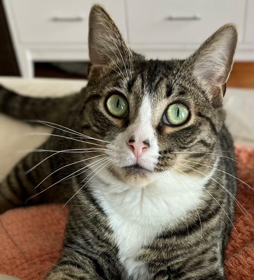 Depot, a Adoptable Domestic Short Hair in Brooklyn, NY image 2/6