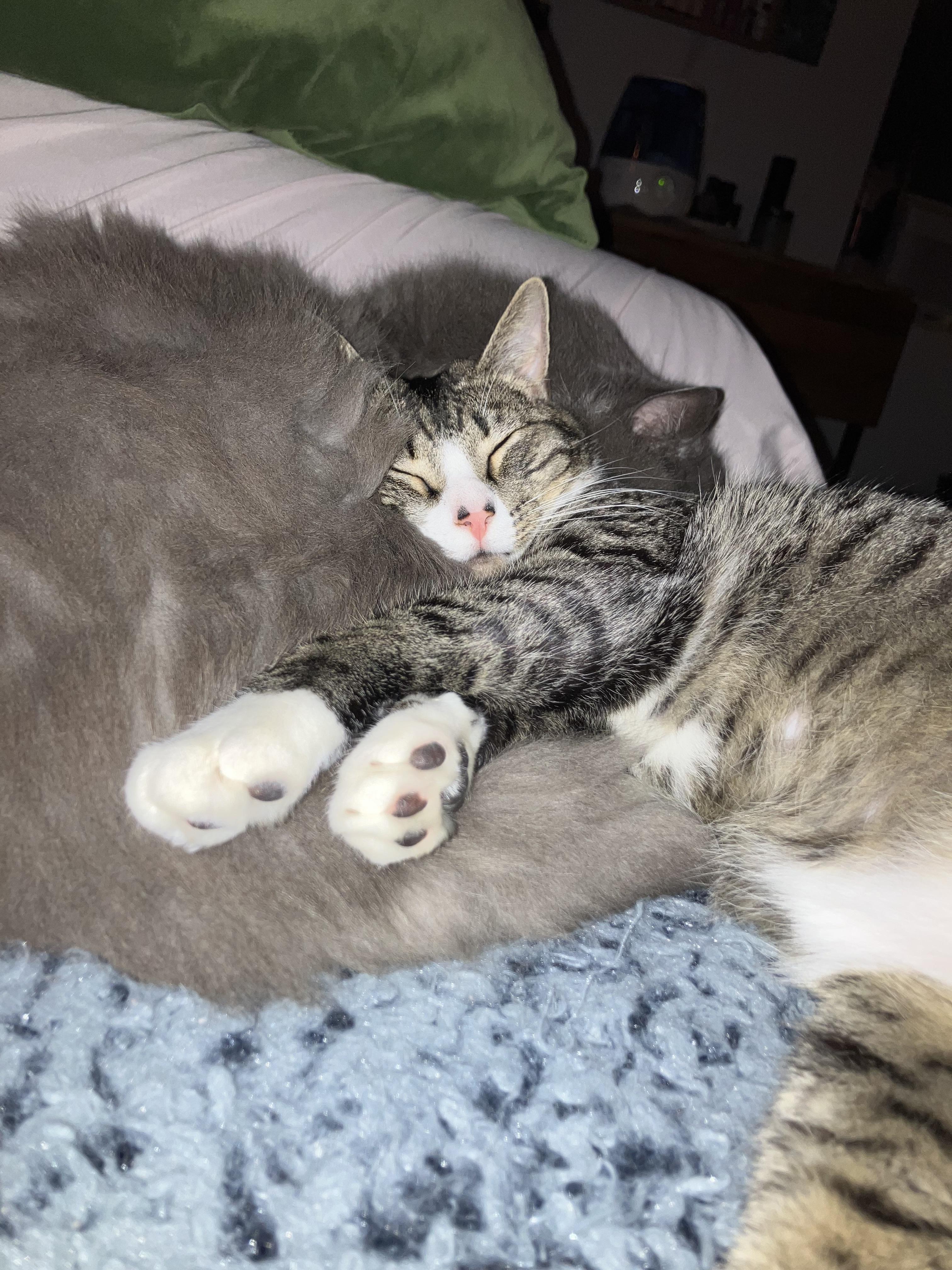 Depot, a Adoptable Domestic Short Hair in Brooklyn, NY image 6/6