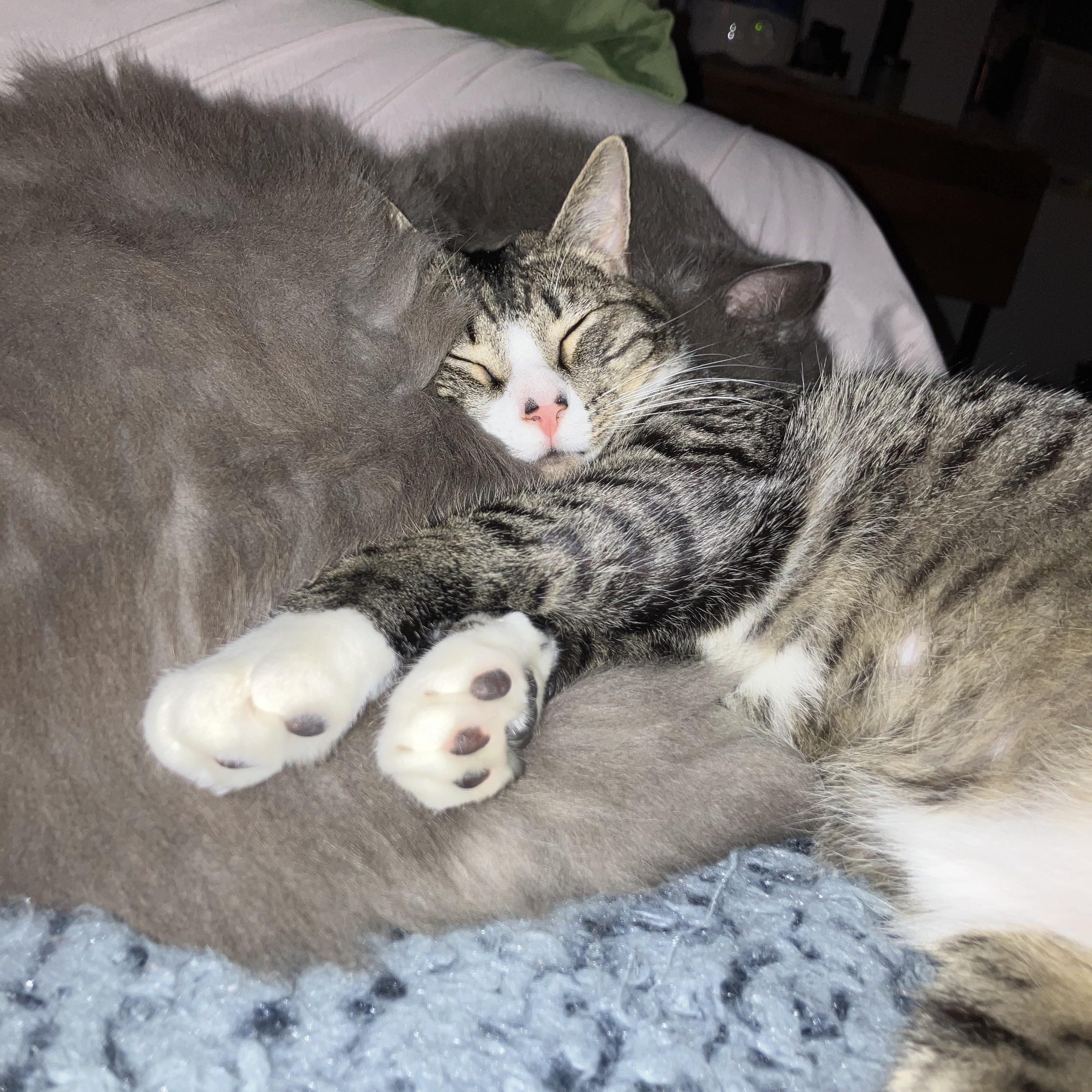 Enlarge Depot, a Adoptable Domestic Short Hair in Brooklyn, NY image 6/6