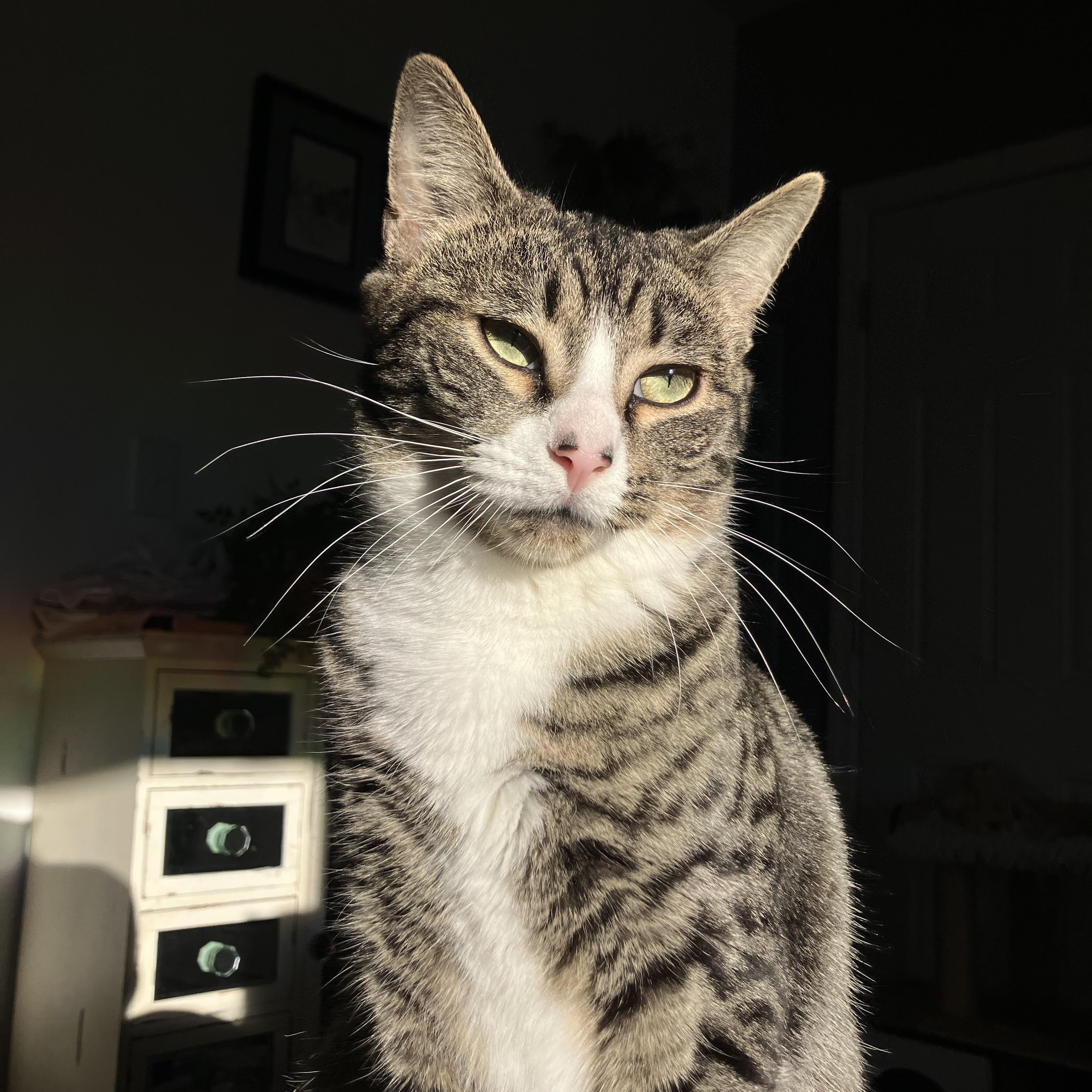 Depot, a Adoptable Domestic Short Hair in Brooklyn, NY image 1/6