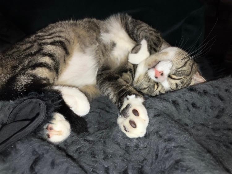 Depot, a Adoptable Domestic Short Hair in Brooklyn, NY image 4/6