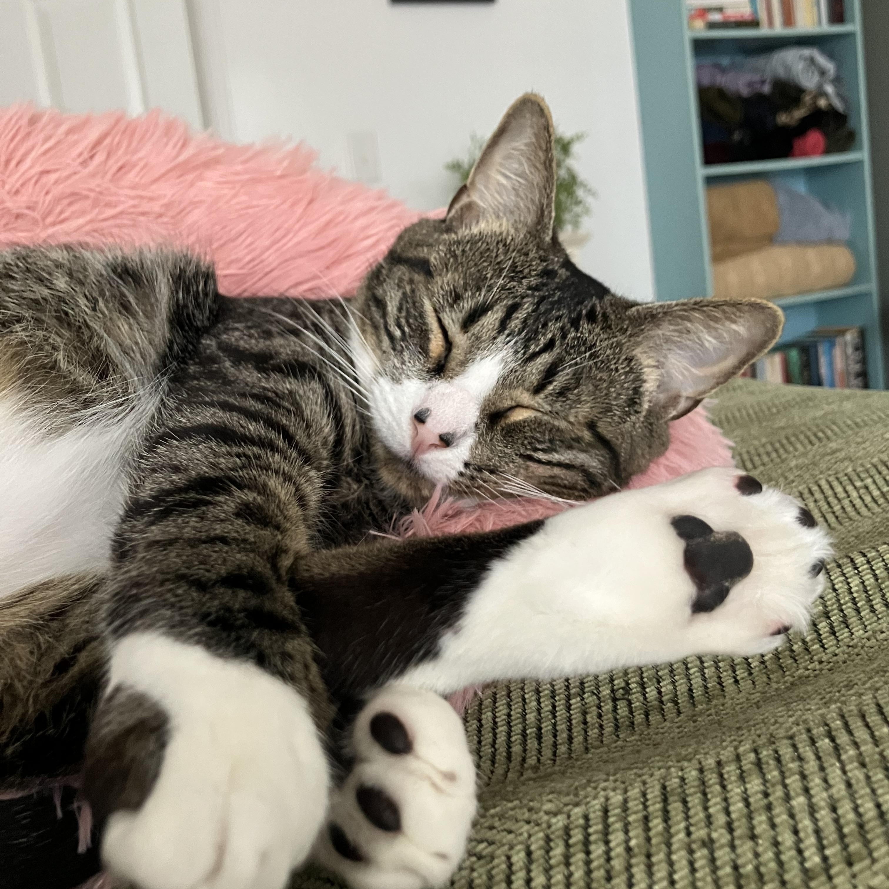 Depot, a Adoptable Domestic Short Hair in Brooklyn, NY image 5/6