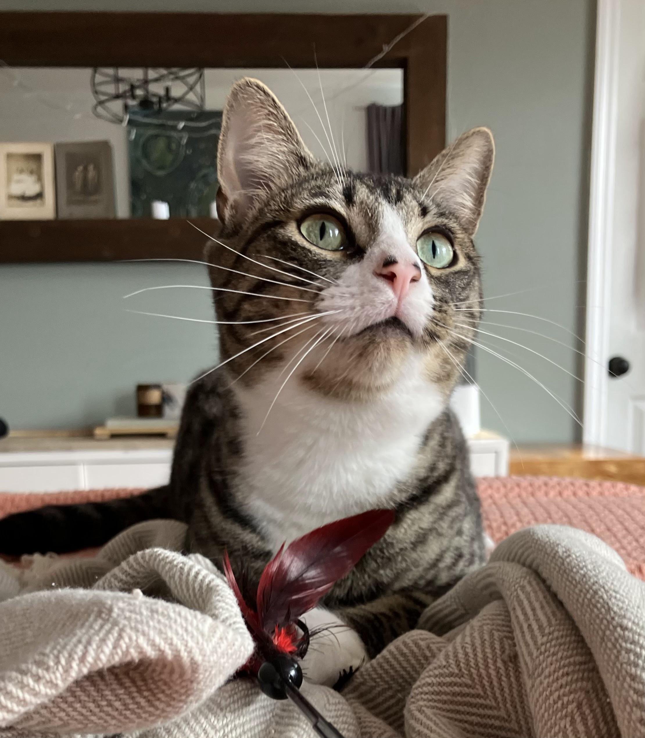 Depot, a Adoptable Domestic Short Hair in Brooklyn, NY image 3/6