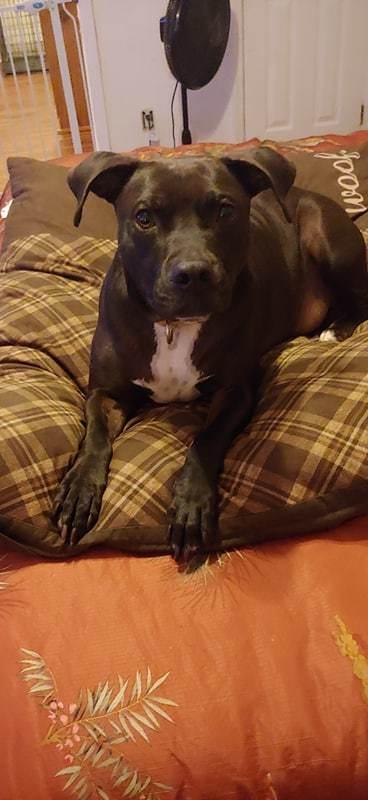 Max 1, a Adoptable mixed breed in Palm Bay , FL image 4/6