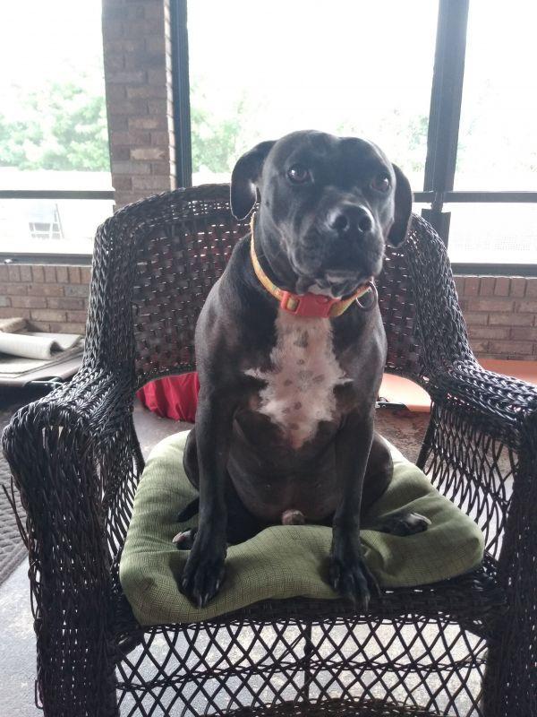 Max 1, a Adoptable mixed breed in Palm Bay , FL image 5/6