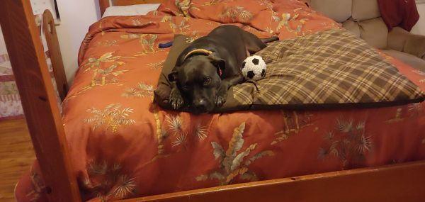 Max 1, a Adoptable mixed breed in Palm Bay , FL image 6/6