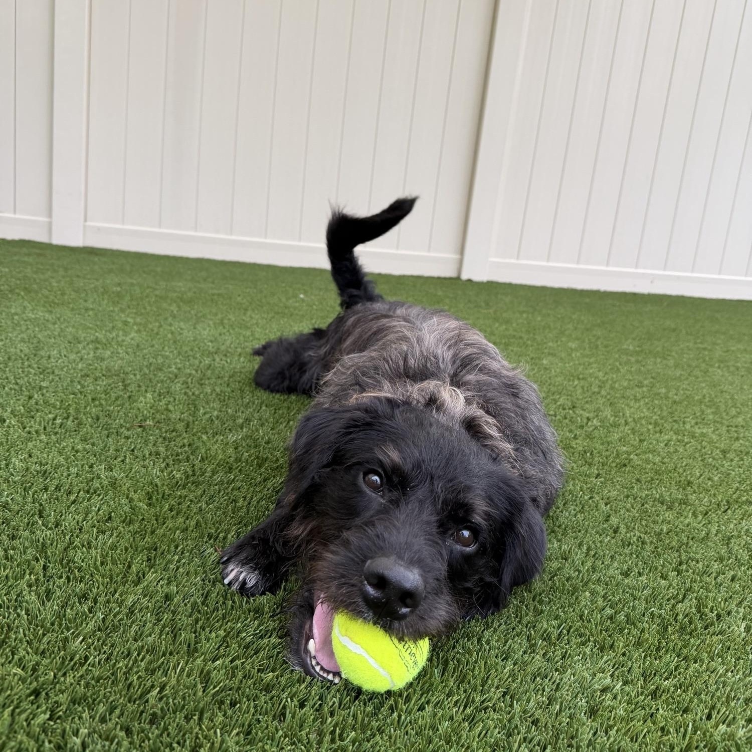 Rj, a ADOPTABLE mixed breed in Ponte Vedra, FL image 3/6