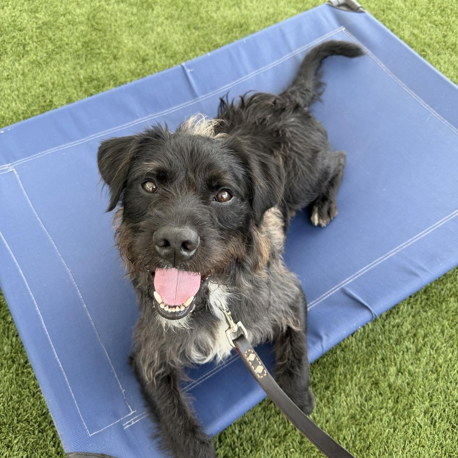 Rj, a ADOPTABLE mixed breed in Ponte Vedra, FL image 1/6