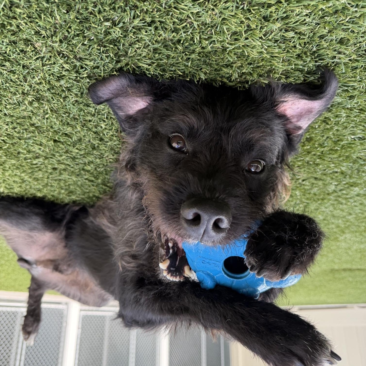 Rj, a ADOPTABLE mixed breed in Ponte Vedra, FL image 2/6