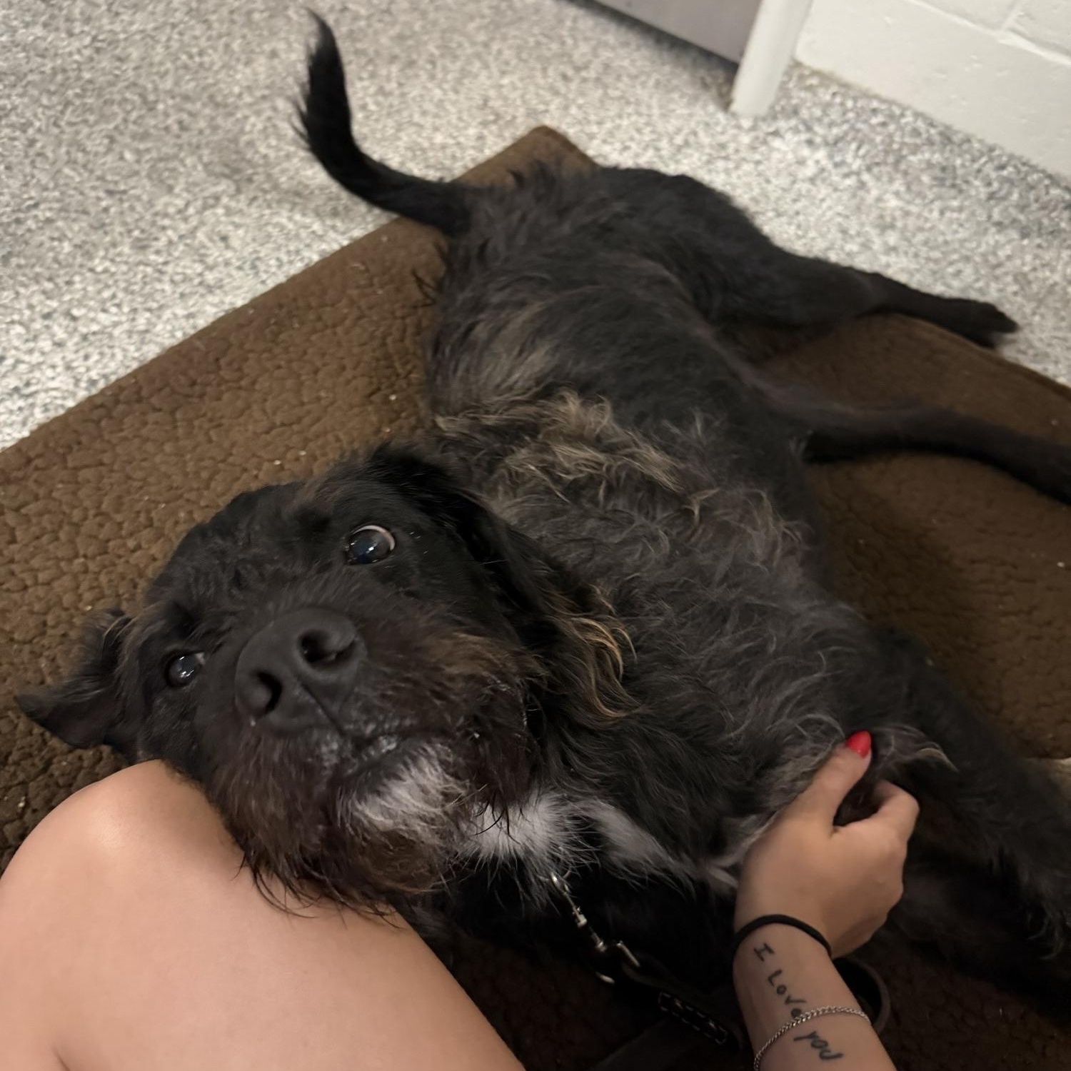 Rj, a ADOPTABLE mixed breed in Ponte Vedra, FL image 5/6