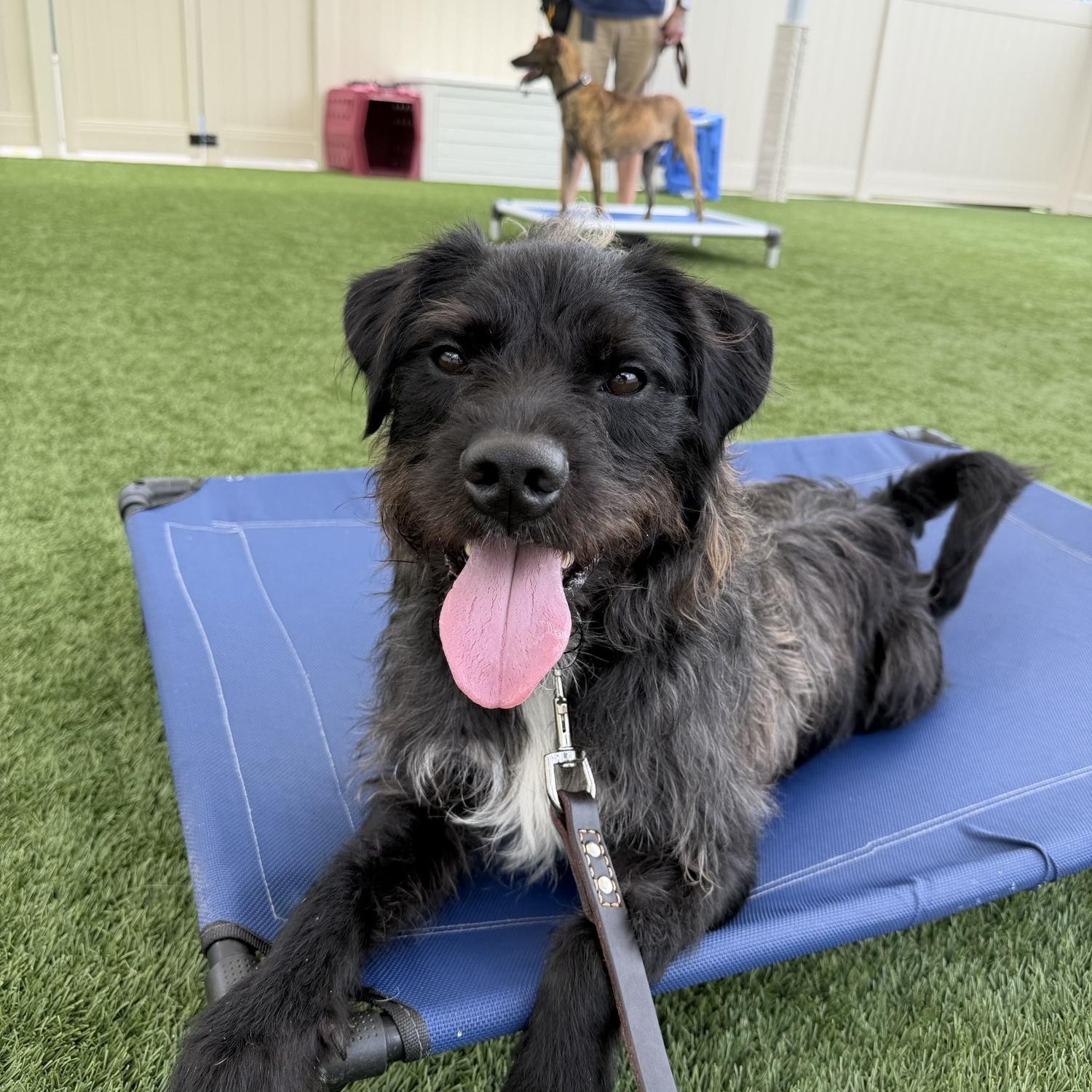 Rj, a ADOPTABLE mixed breed in Ponte Vedra, FL image 4/6