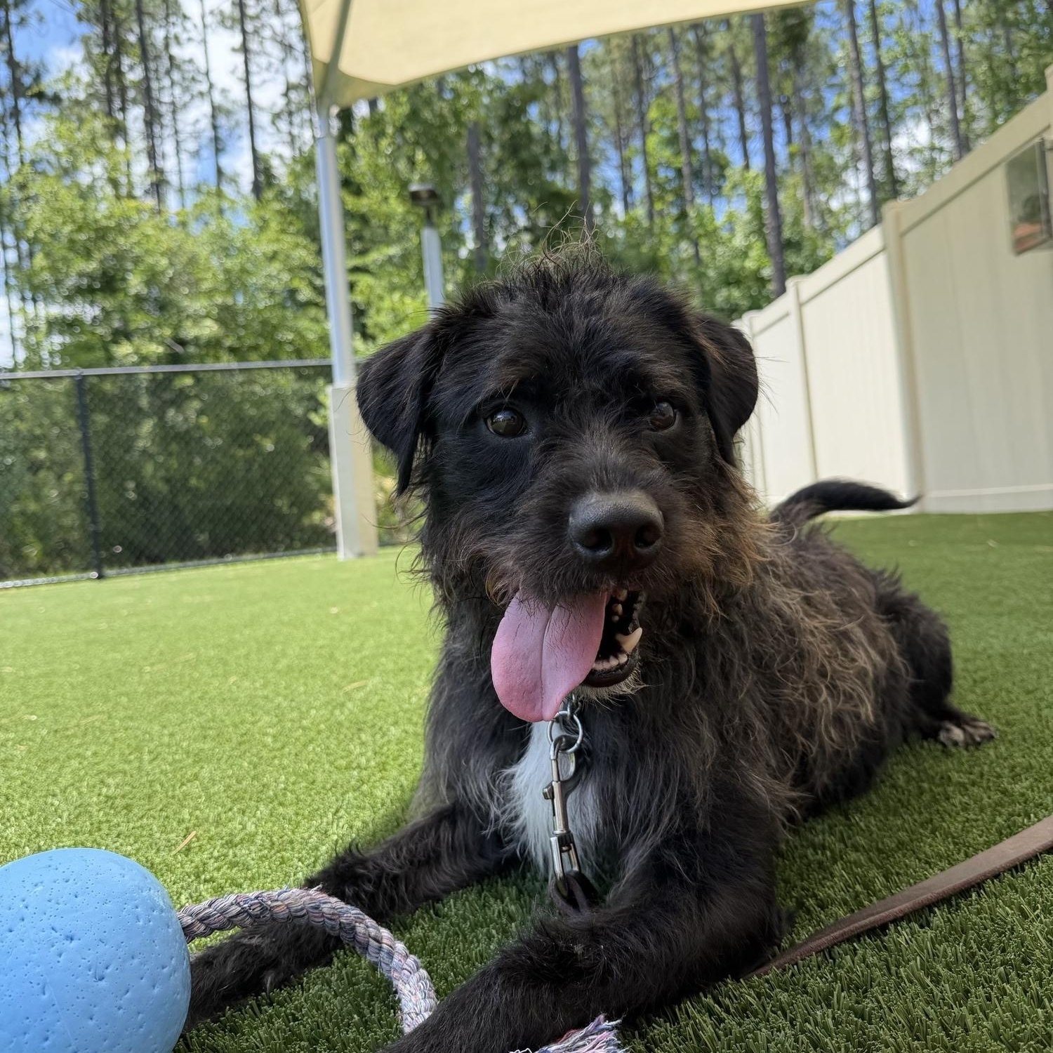 Rj, a ADOPTABLE mixed breed in Ponte Vedra, FL image 6/6