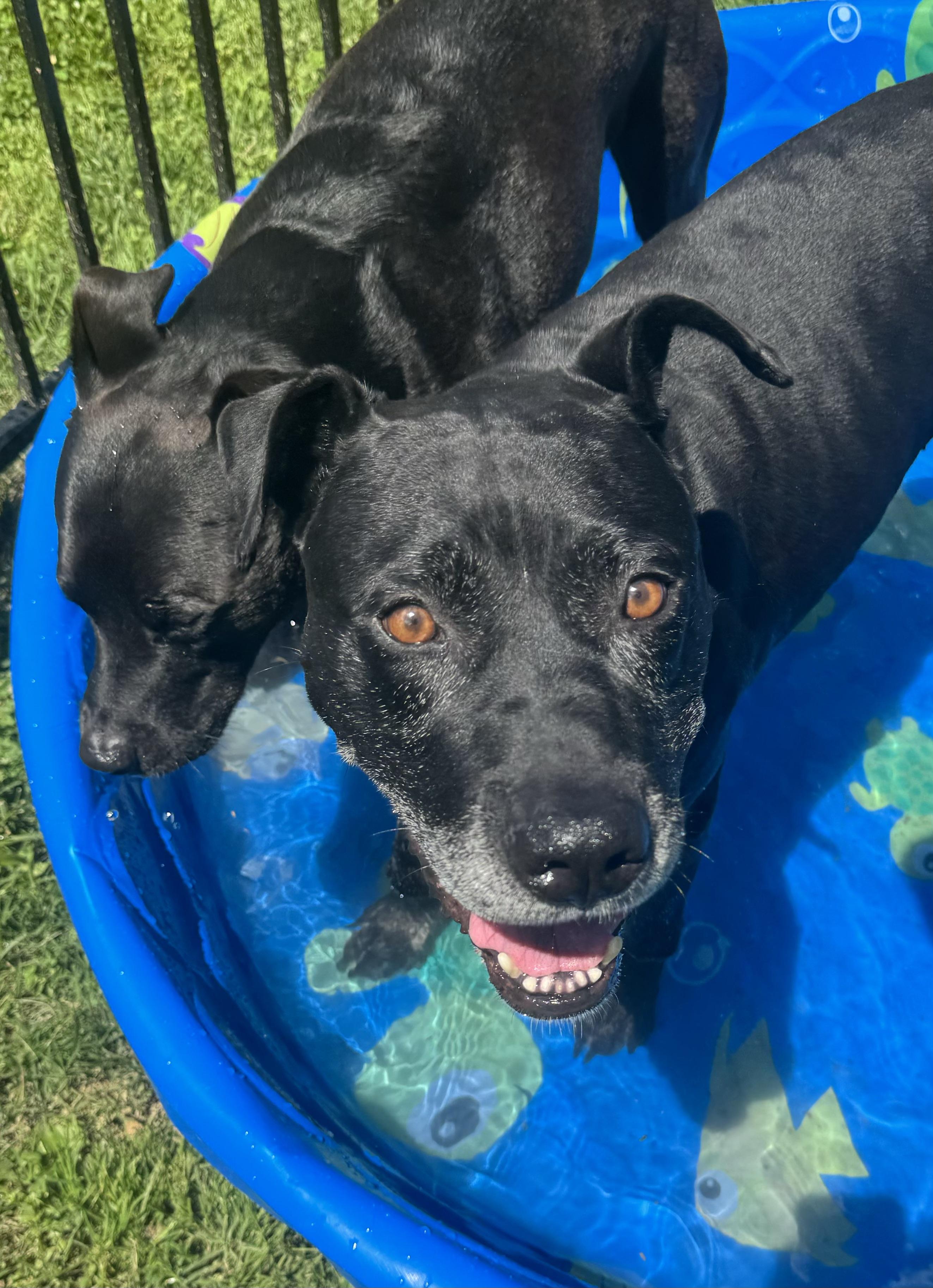 Enlarge Murphy, a Adoptable mixed breed in Indianapolis, IN image 1/6