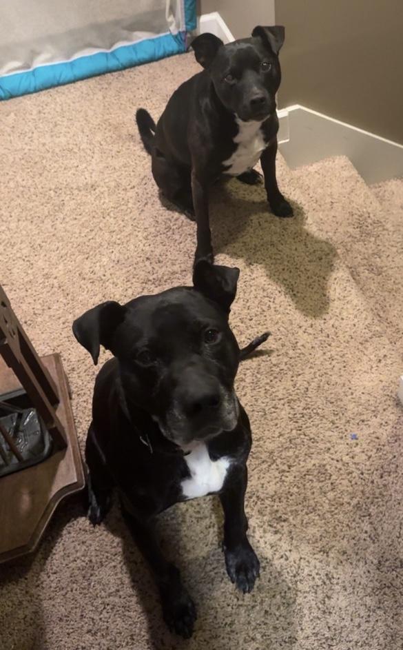 Enlarge Murphy, a Adoptable mixed breed in Indianapolis, IN image 2/6