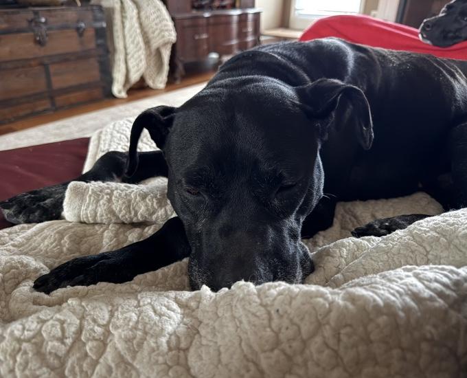 Enlarge Murphy, a Adoptable mixed breed in Indianapolis, IN image 5/6