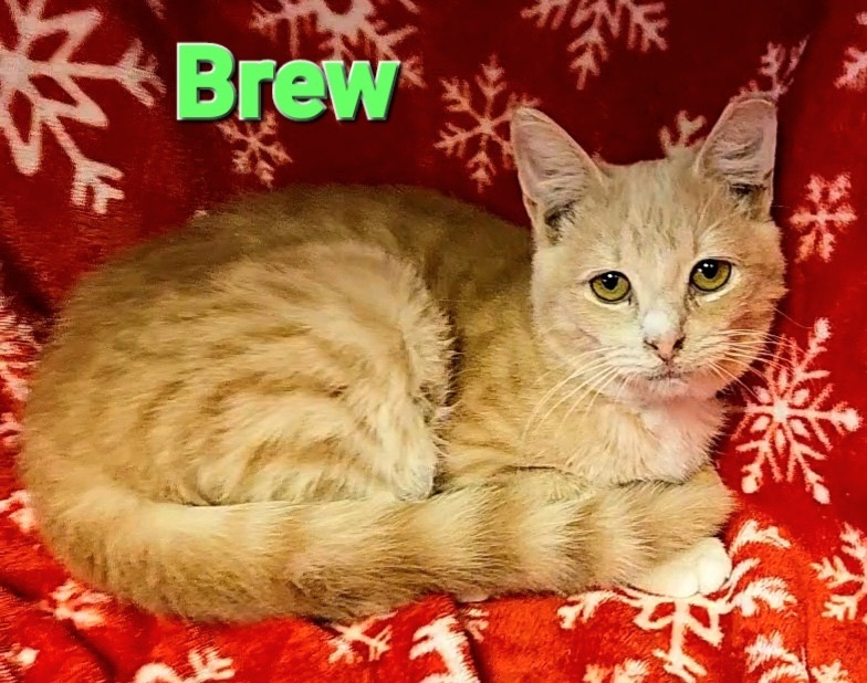 Brew, Adoptable, Young Male Domestic Short Hair.