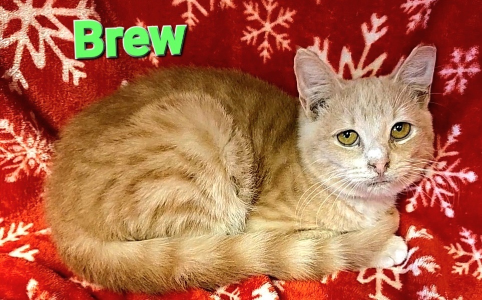 Brew, a Adoptable Domestic Short Hair in Macon, GA image 2/3