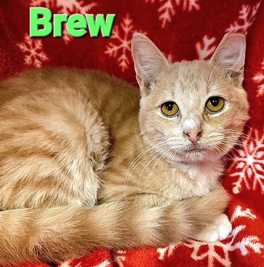 Brew, a Adoptable Domestic Short Hair in Macon, GA image 3/3