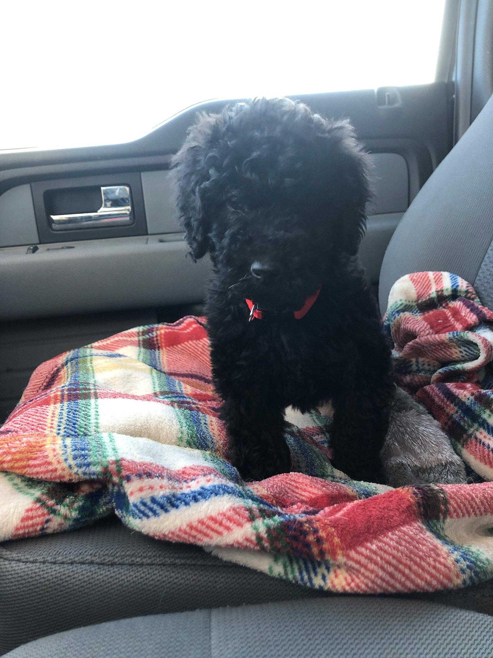 Dug, Adopted, Puppy Male Standard Poodle & Golden Retriever.