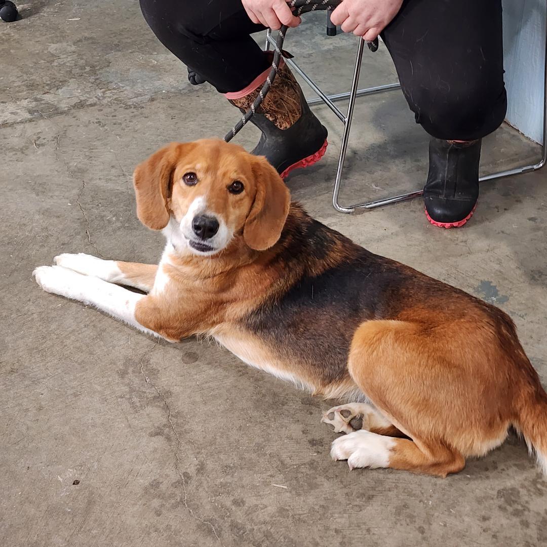 Enlarge RoRo, a ADOPTABLE mixed breed in Point Pleasant, WV image 2/3