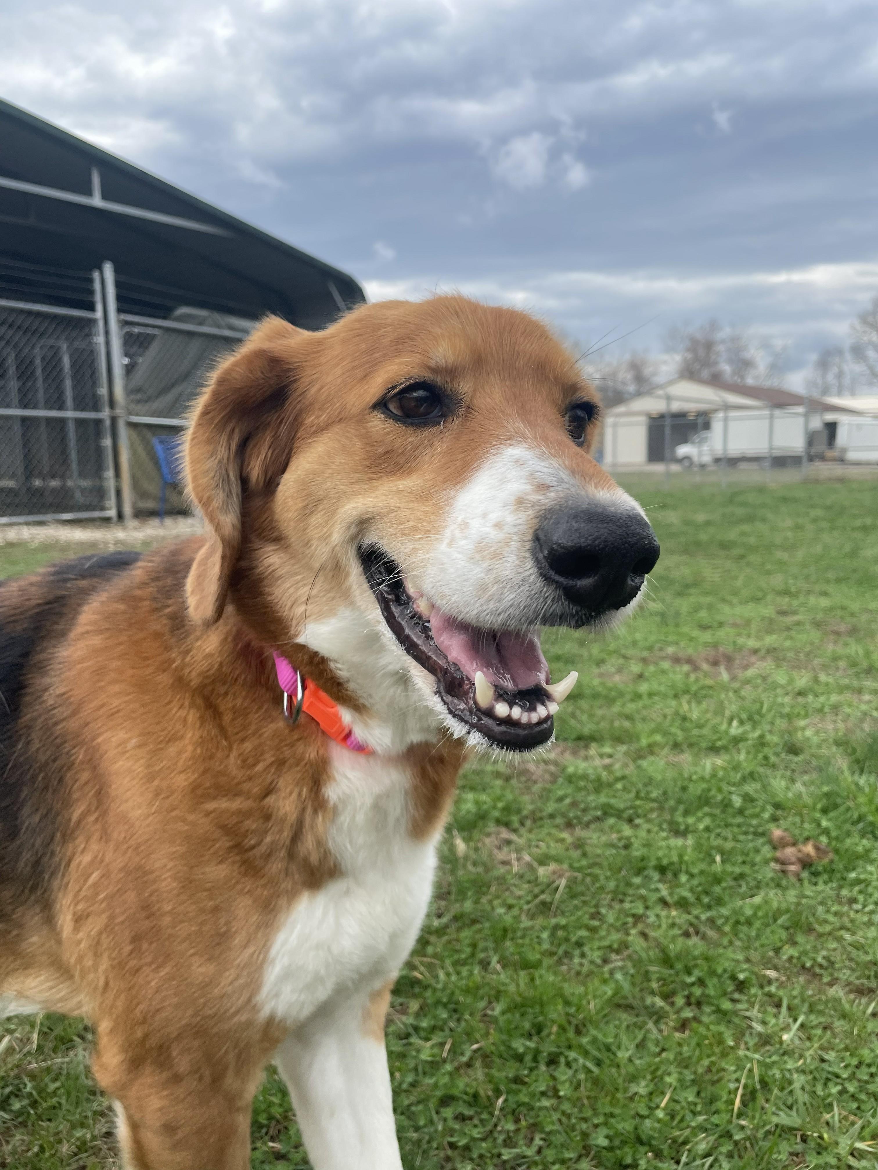 Enlarge RoRo, a ADOPTABLE mixed breed in Point Pleasant, WV image 1/3