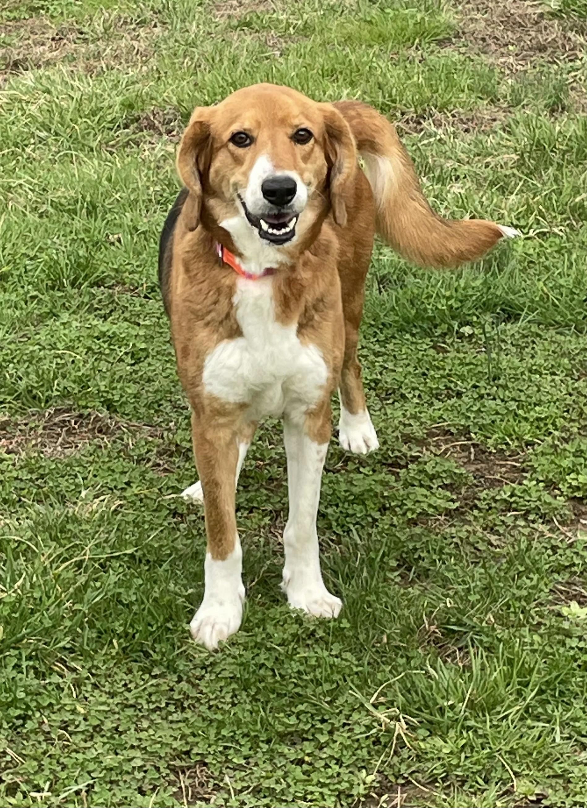 Enlarge RoRo, a ADOPTABLE mixed breed in Point Pleasant, WV image 3/3