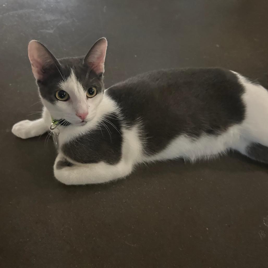 Rome, a Adoptable Domestic Short Hair in Katy, TX image 1/5