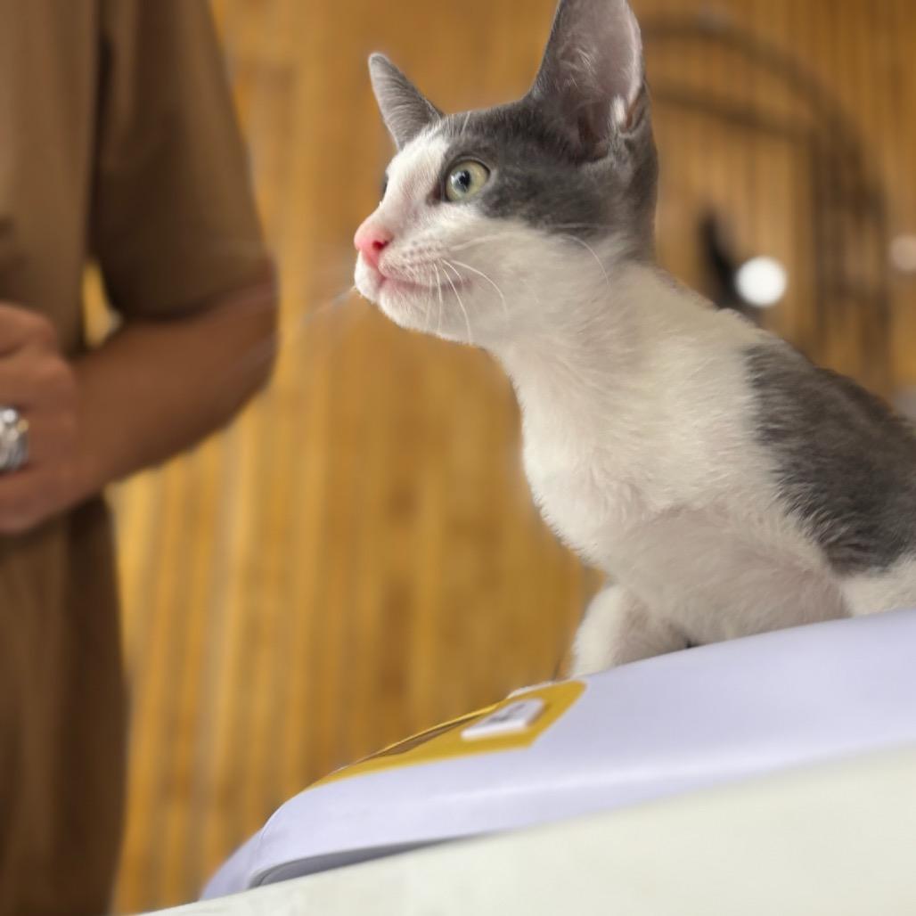 Rome, a Adoptable Domestic Short Hair in Katy, TX image 2/5