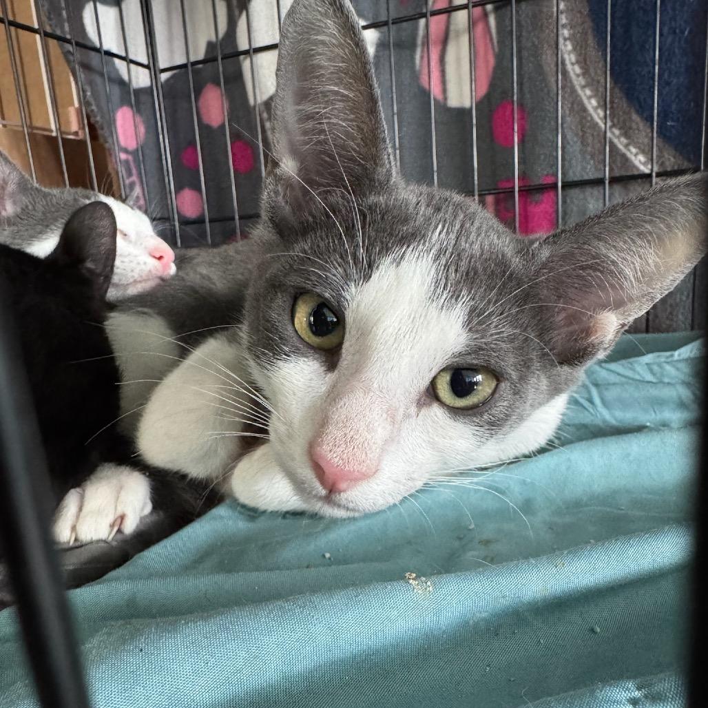 Rome, a Adoptable Domestic Short Hair in Katy, TX image 3/5