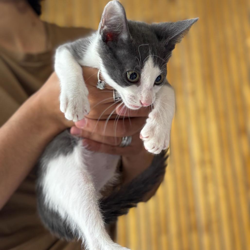 Rome, a Adoptable Domestic Short Hair in Katy, TX image 4/5