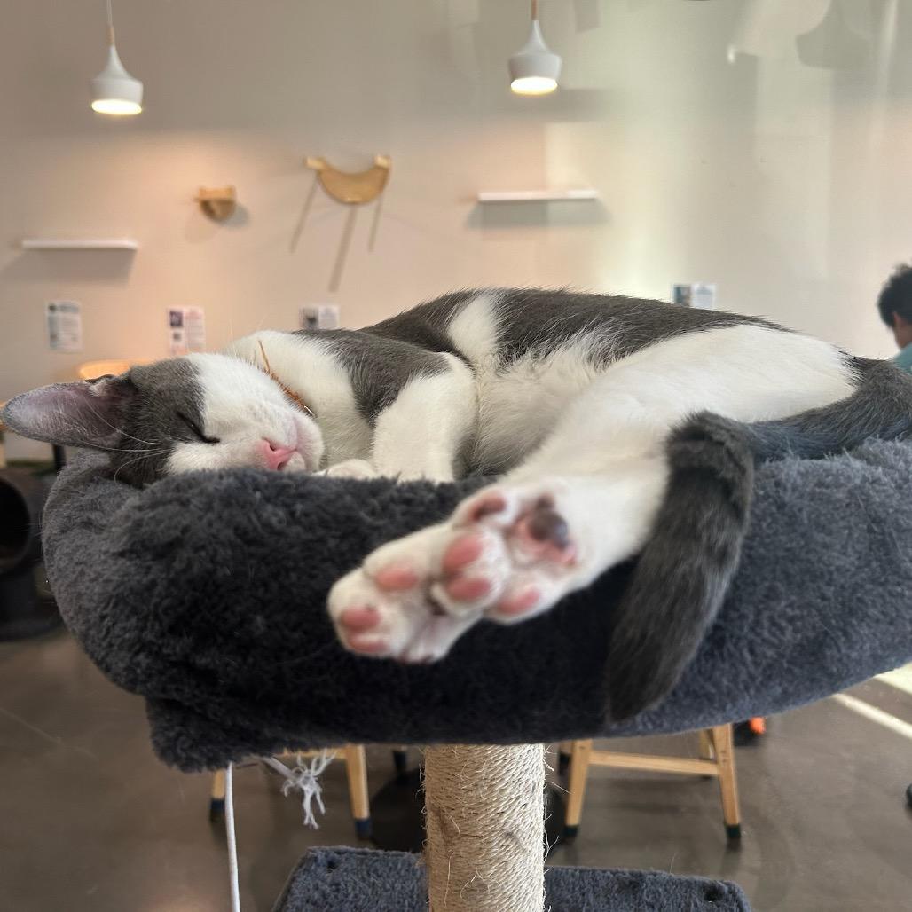 Rome, a Adoptable Domestic Short Hair in Katy, TX image 5/5