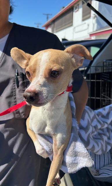 Randy, Adoptable, Young Male Chihuahua.