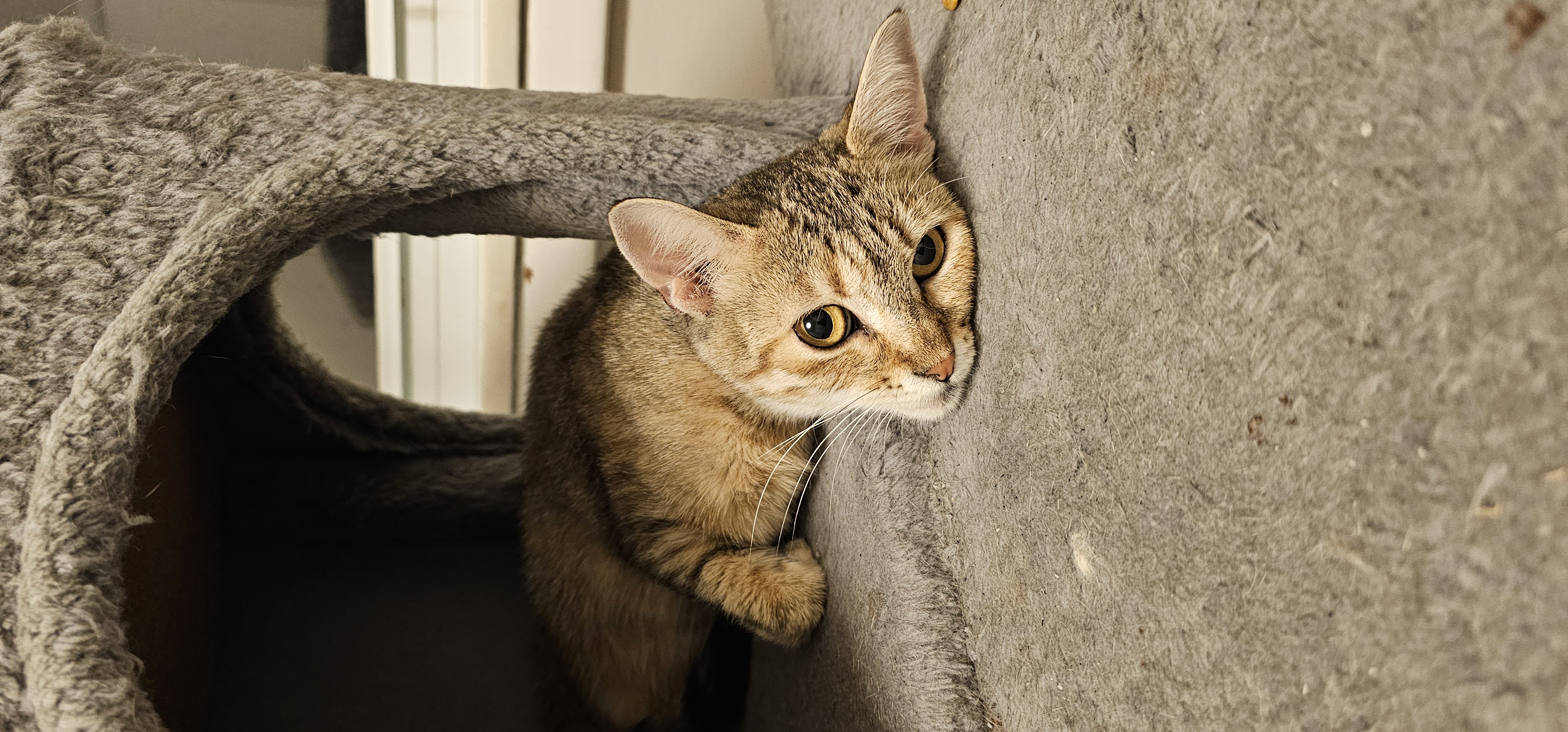Lucy, a Adoptable Tabby in Wauseon, OH image 1/3