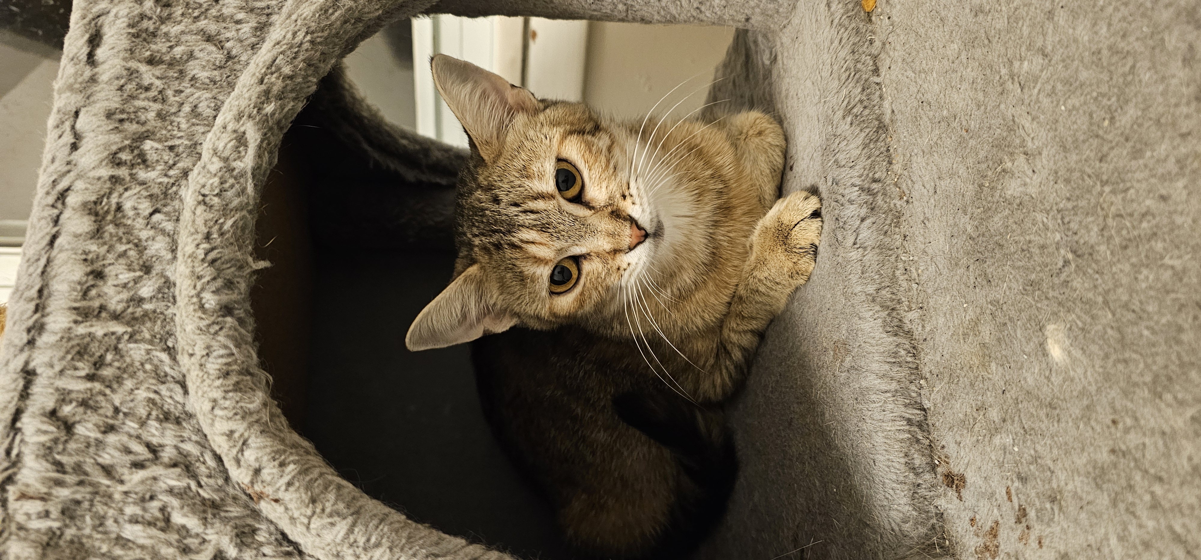 Lucy, a Adoptable Tabby in Wauseon, OH image 2/3