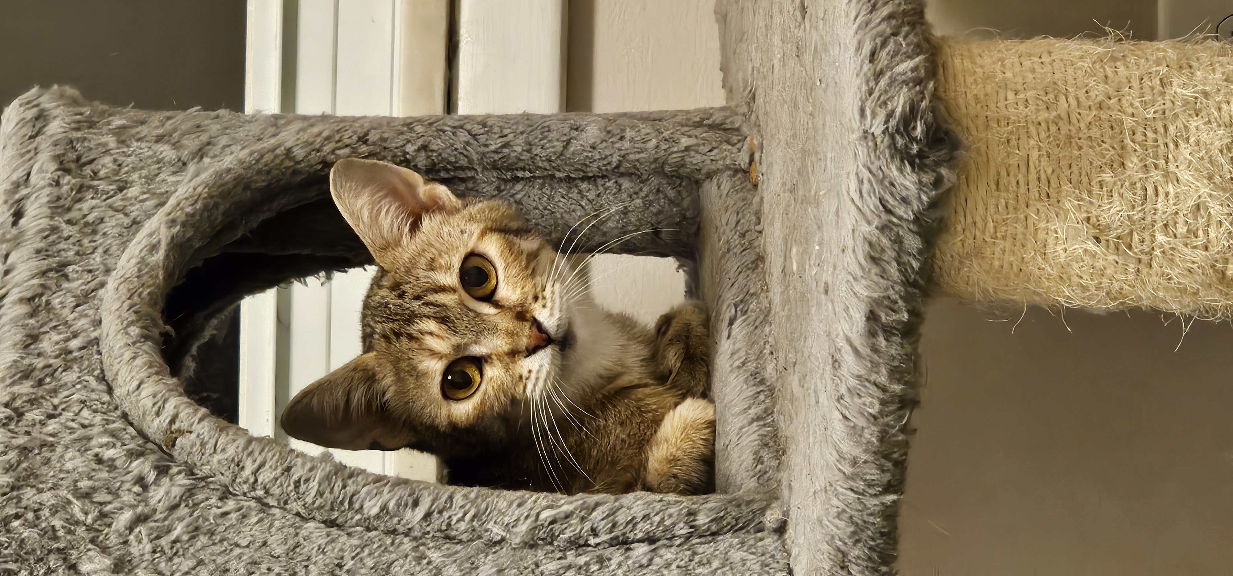 Lucy, a Adoptable Tabby in Wauseon, OH image 3/3