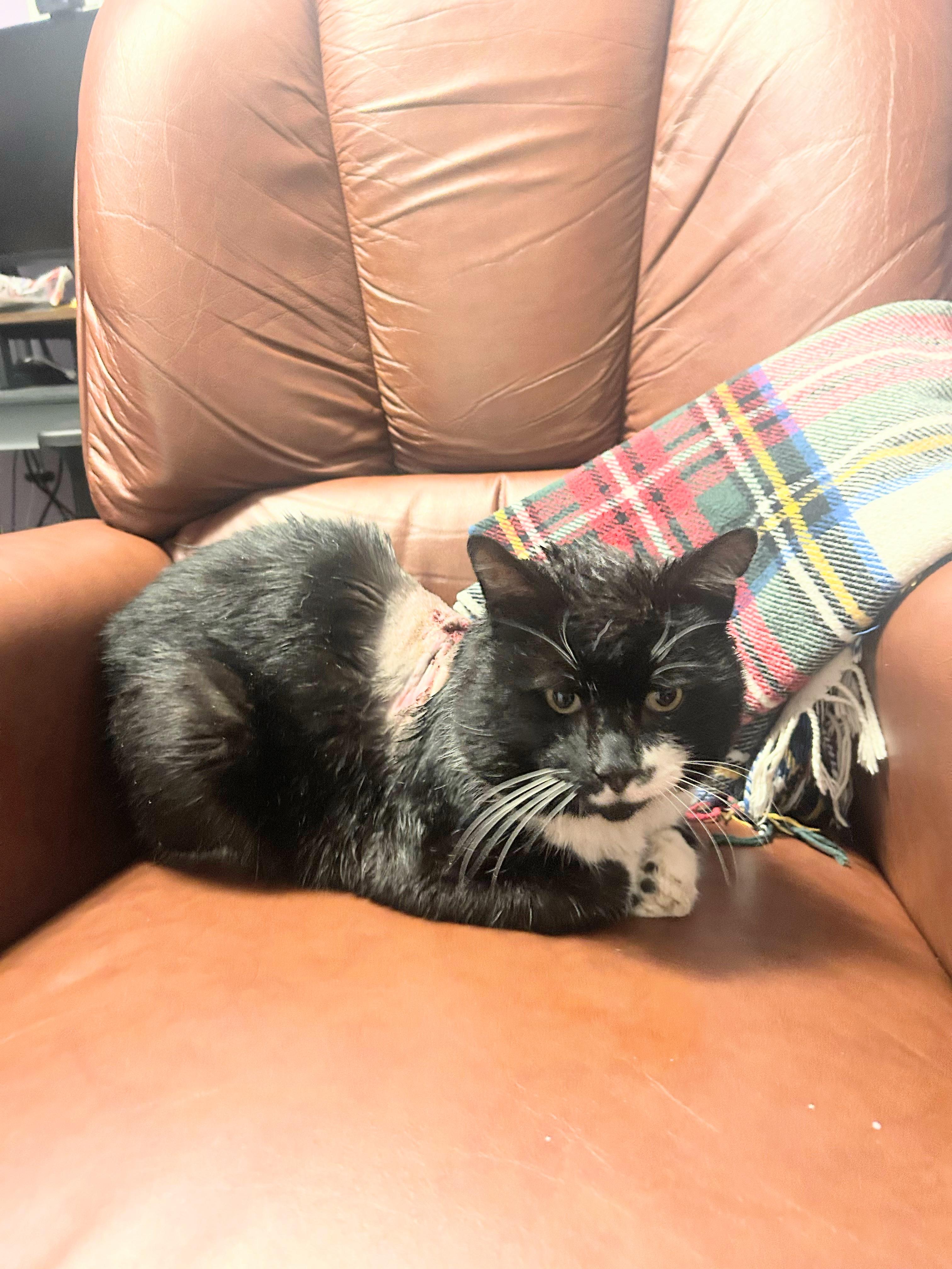 Enlarge Big Buddy , a ADOPTABLE Domestic Short Hair in Enfield, CT image 3/3