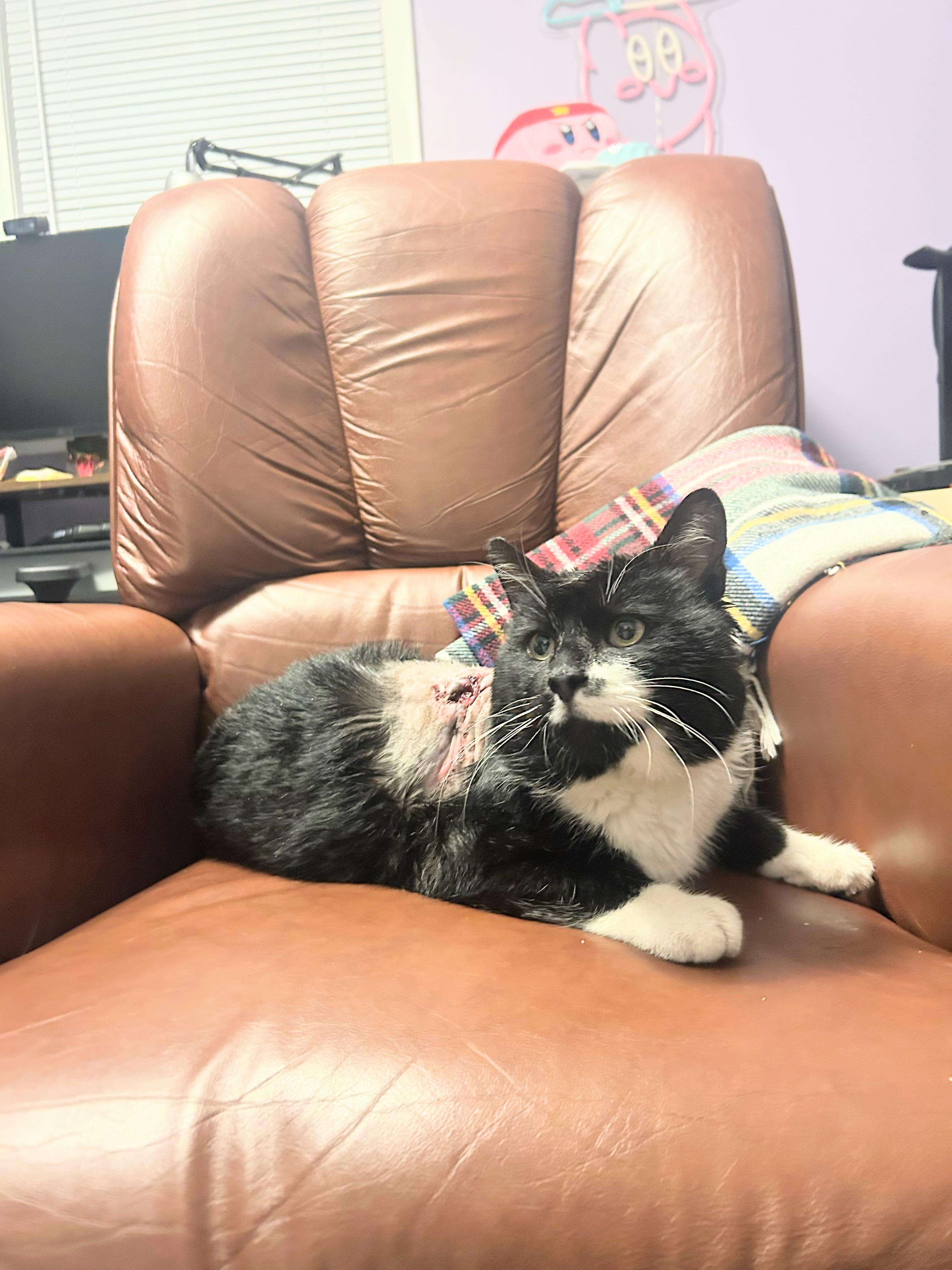 Enlarge Big Buddy , a ADOPTABLE Domestic Short Hair in Enfield, CT image 2/3