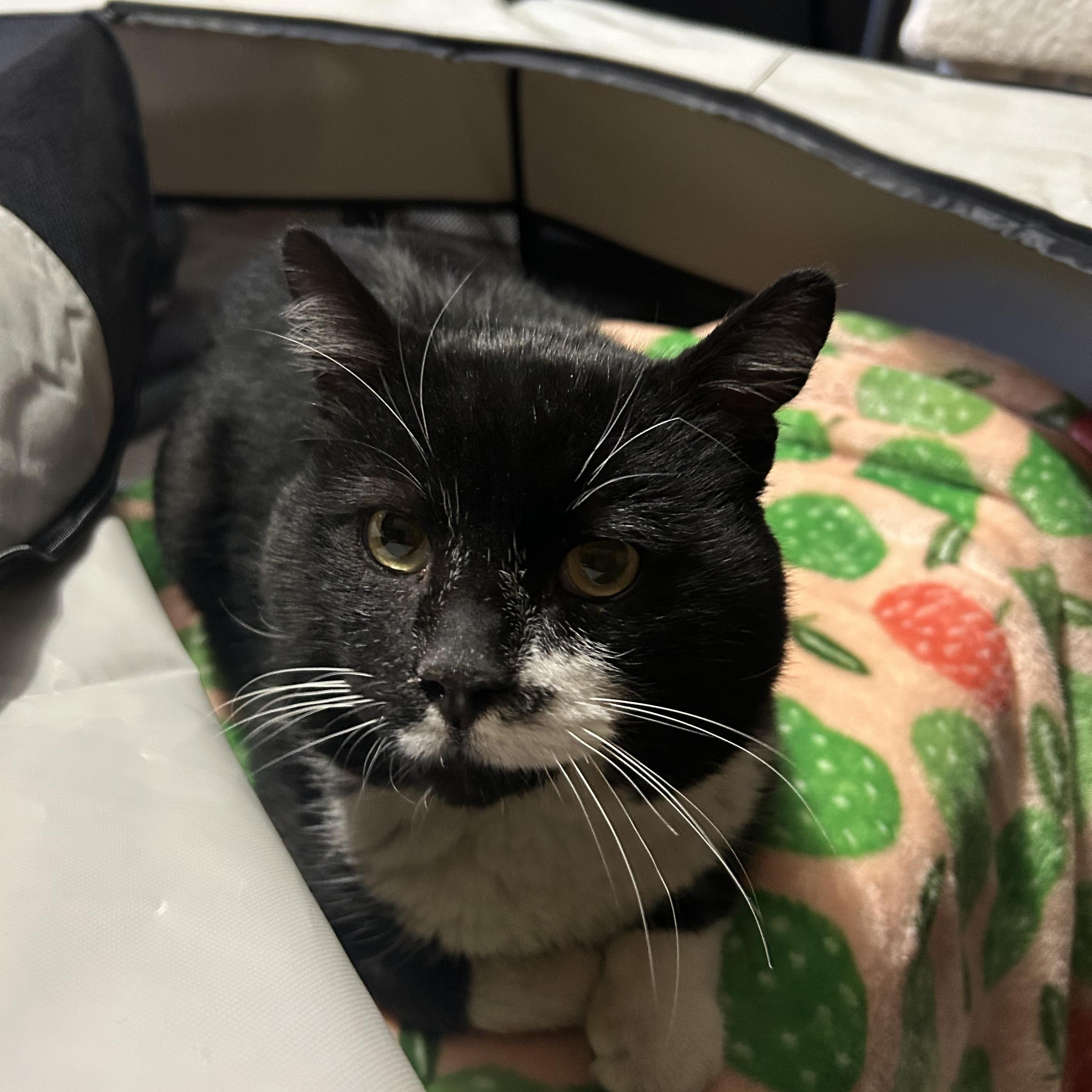 Big Buddy , ADOPTABLE, Adult Male Domestic Short Hair.