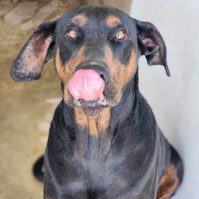 Enlarge Diesel, a Adoptable mixed breed in Tehachapi, CA image 3/3