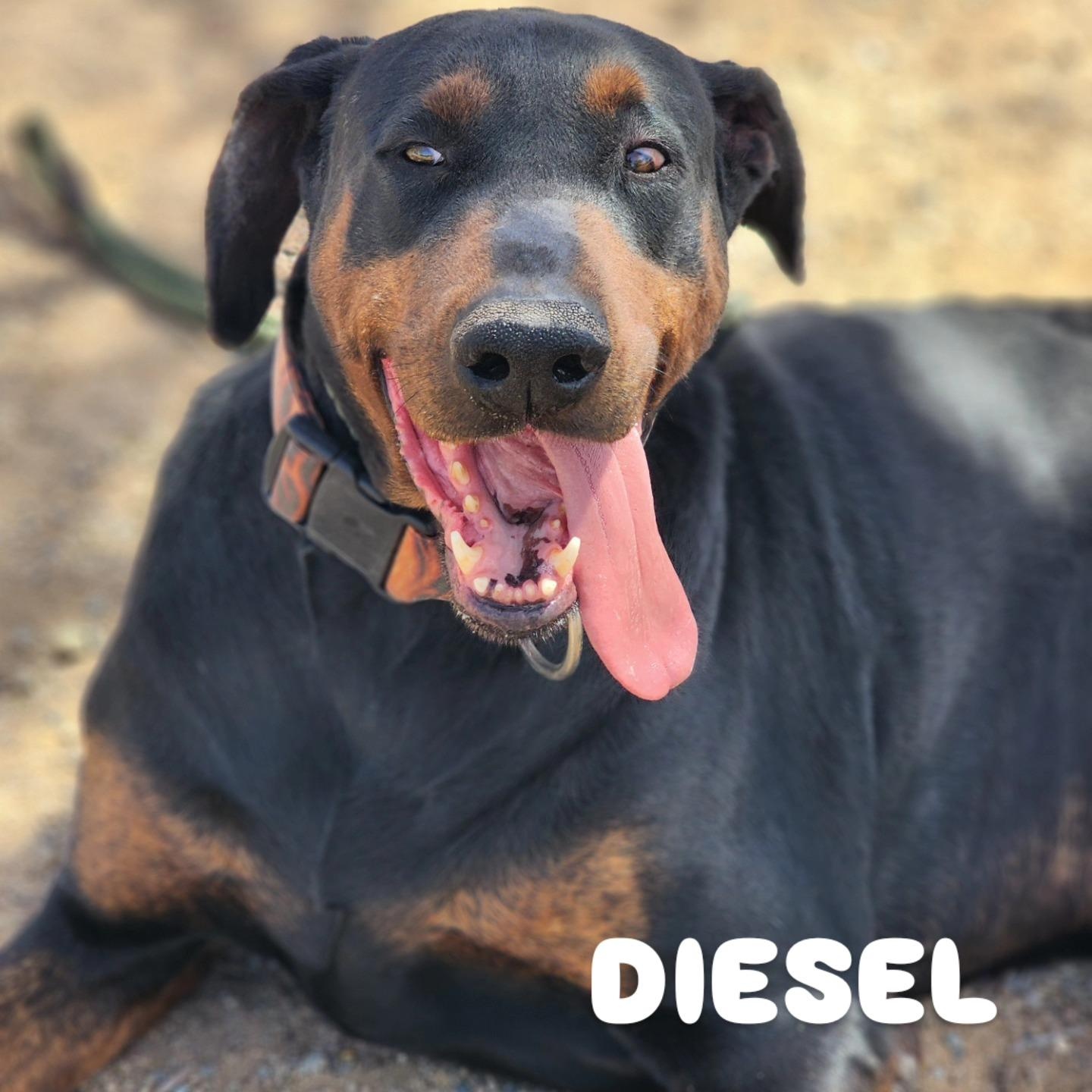 Diesel, Adoptable, Young Male Great Dane & Doberman Pinscher.
