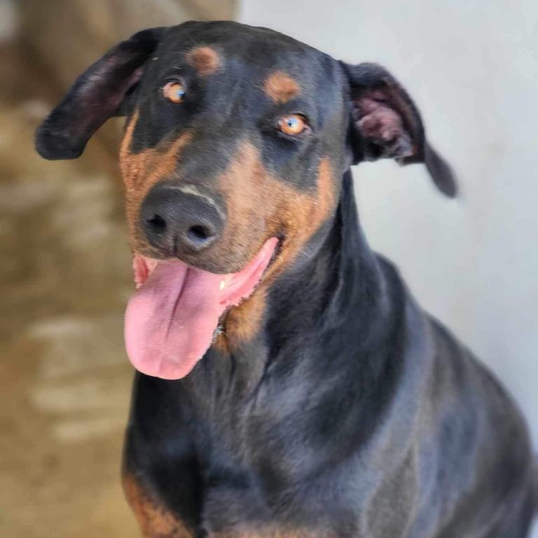 Enlarge Diesel, a Adoptable mixed breed in Tehachapi, CA image 2/3