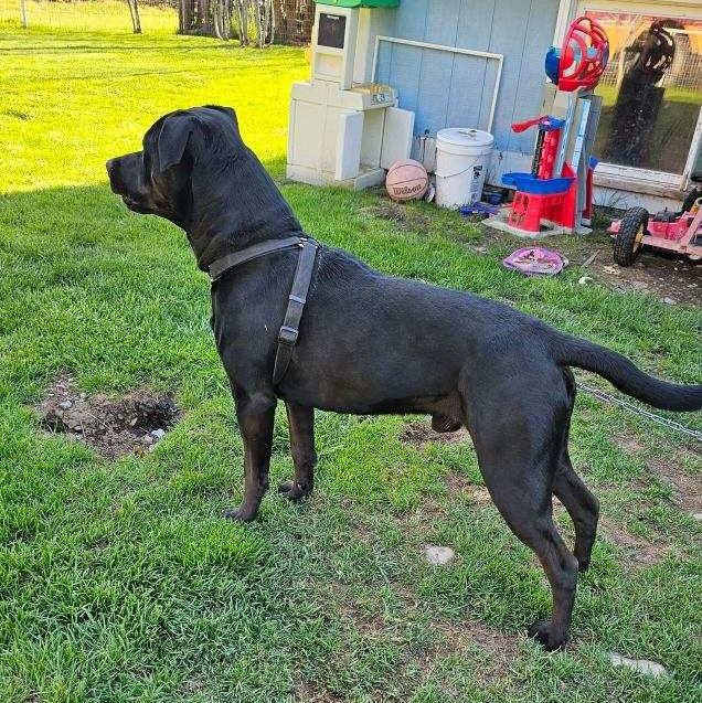 Onyx