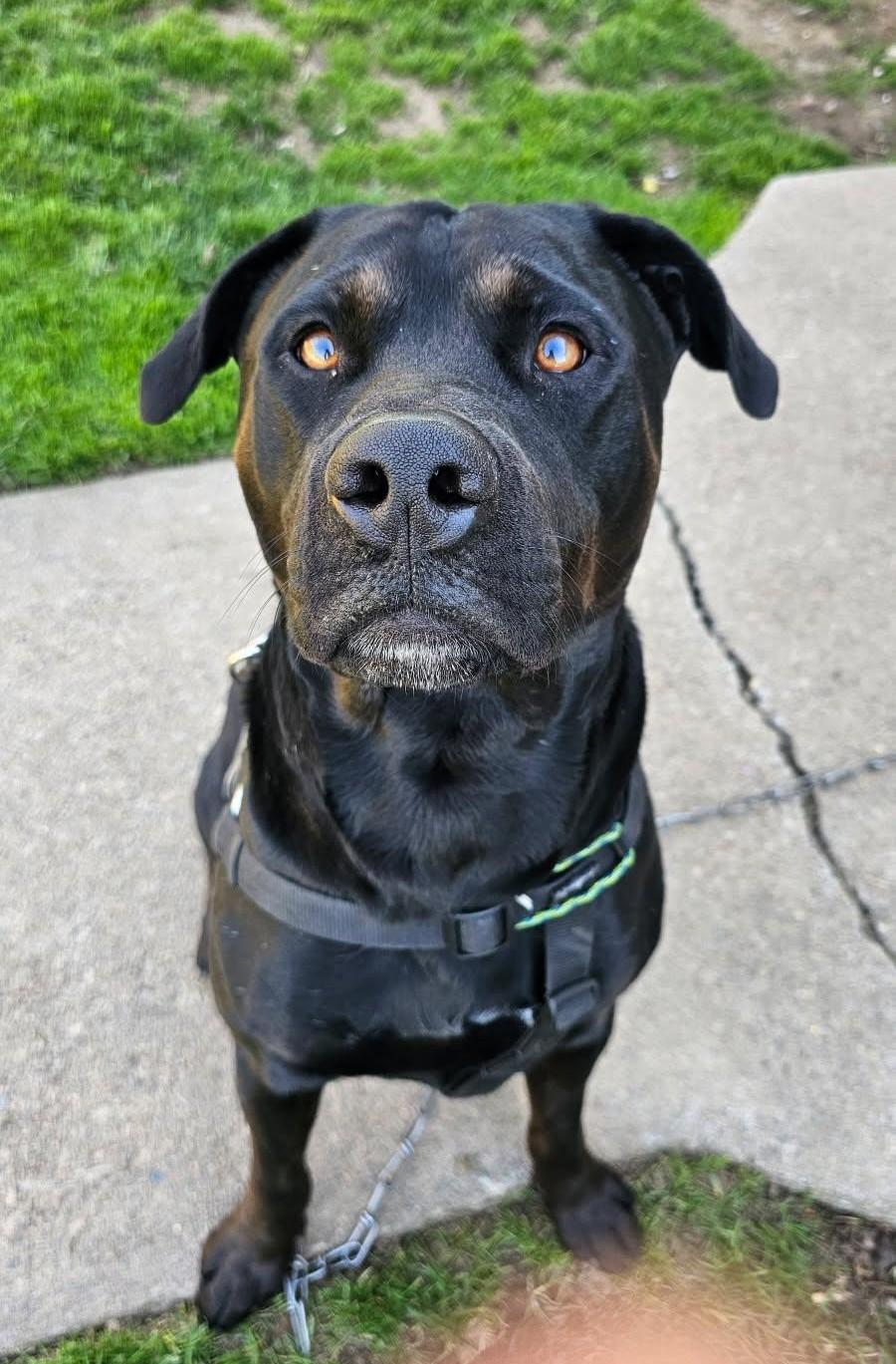 Onyx