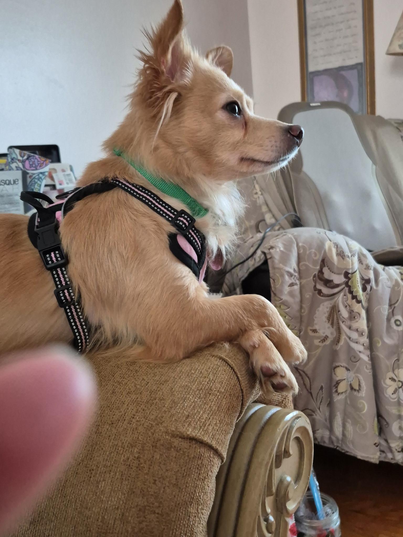 Enlarge Lindy, an adopted mixed breed in New Albany, OH image 2/3