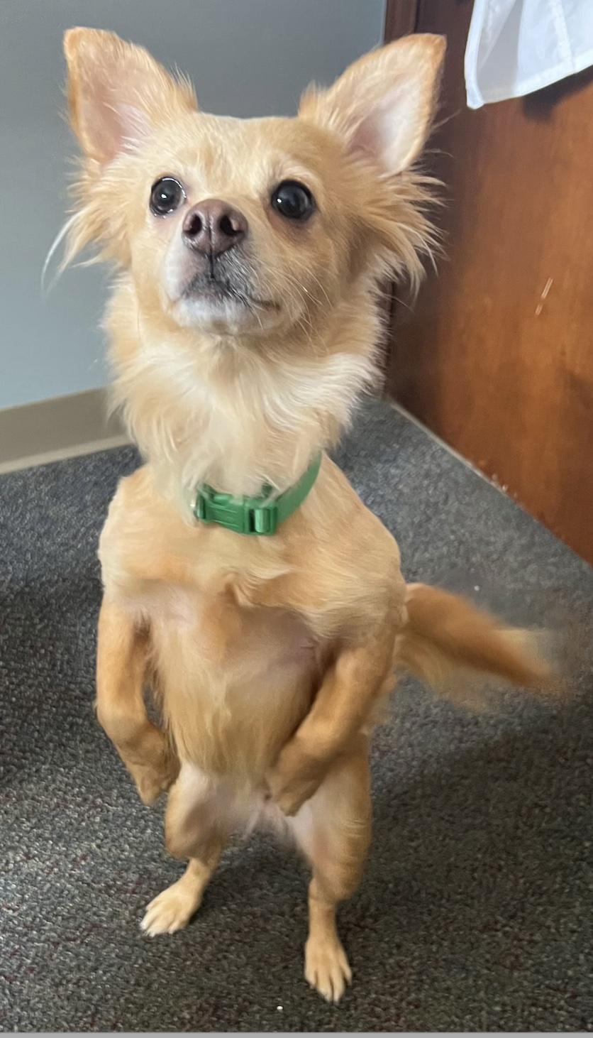 Enlarge Lindy, an adopted mixed breed in New Albany, OH image 3/3